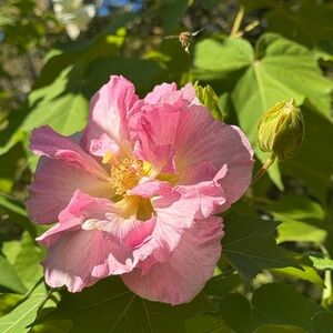 Meet your Posher, Suzy